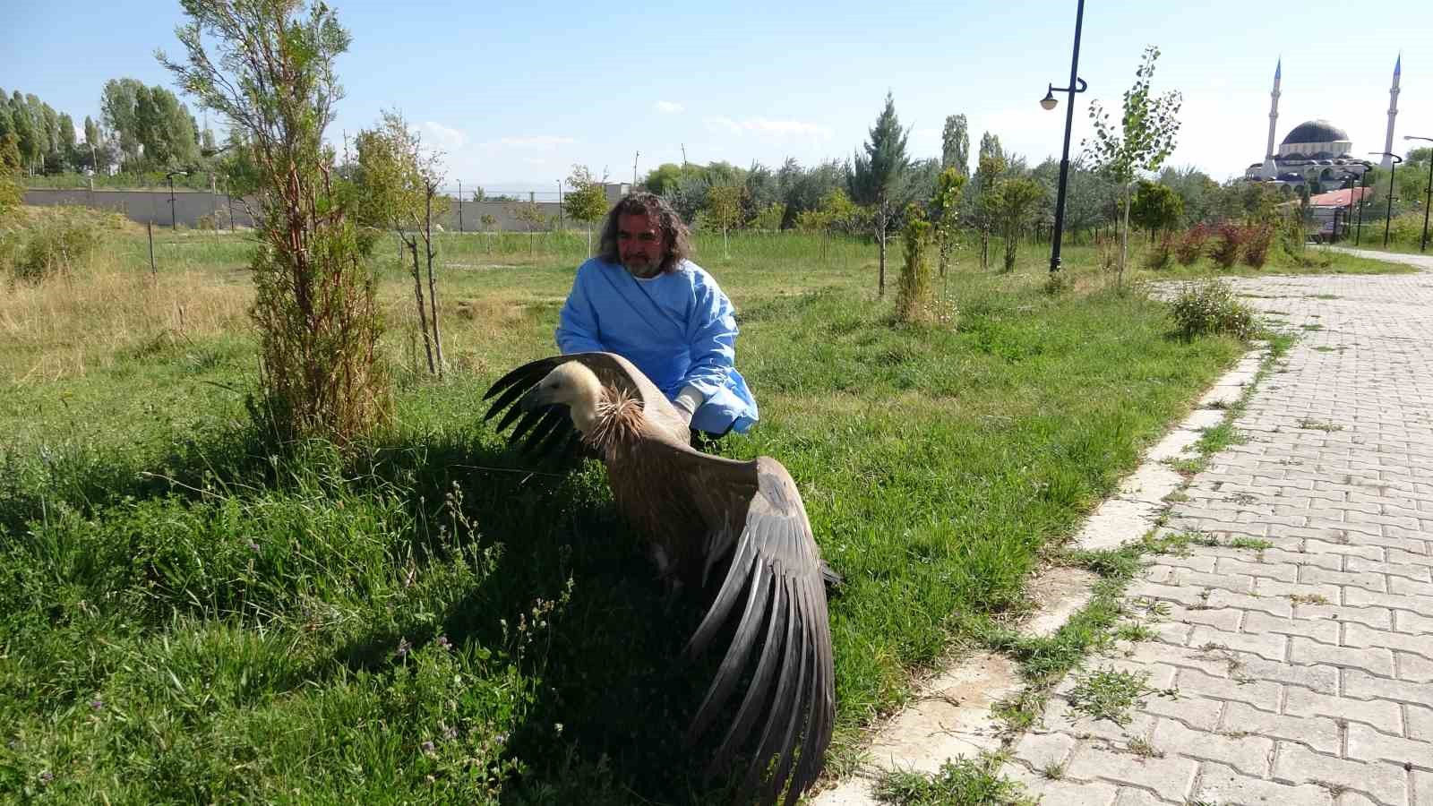 Nesli tehlikede olan kızıl akbaba tedavi altına alındı