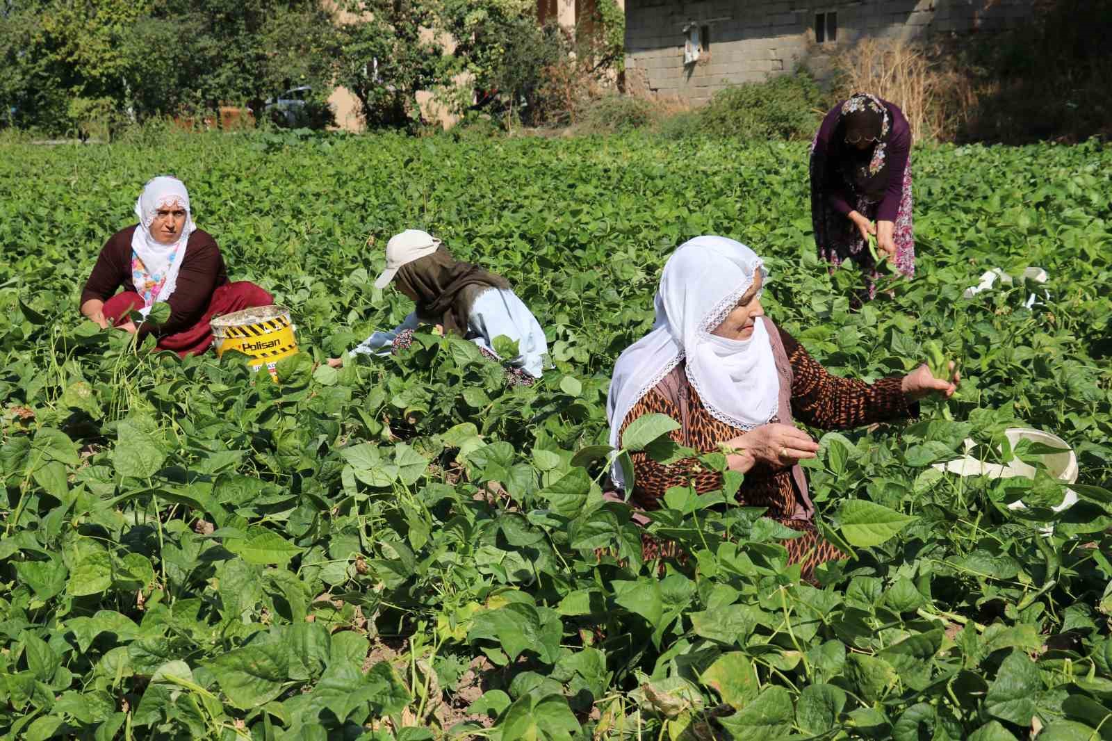 Van’ın ‘Gevaş fasulyesi’ tescillendi