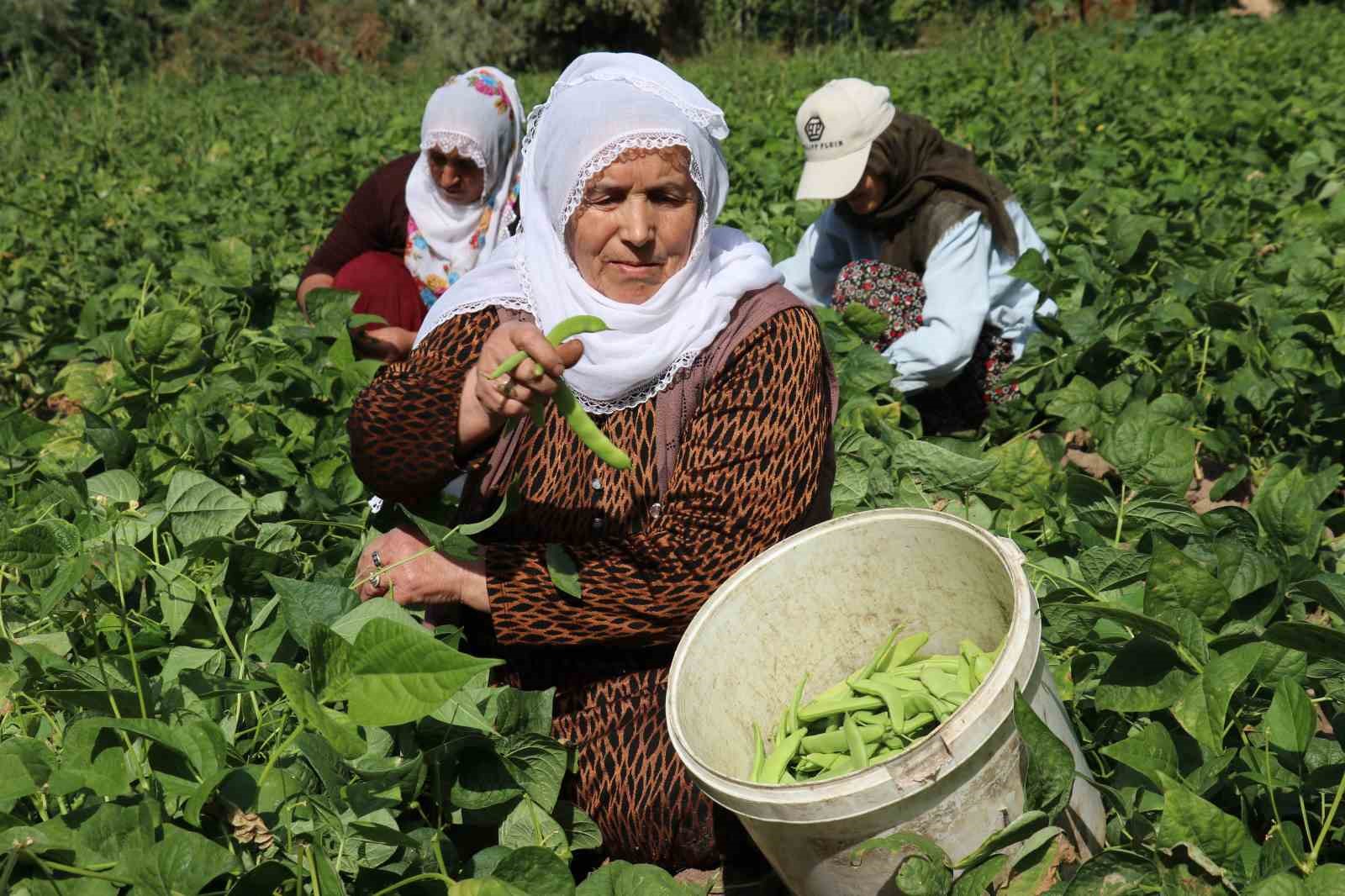 Van’ın ‘Gevaş fasulyesi’ tescillendi