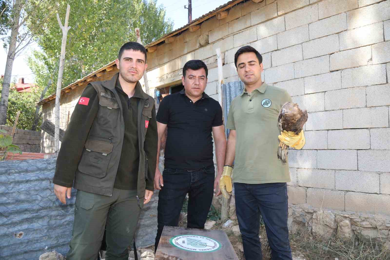 Van’da bitkin halde bulunan arı şahini tedavi altına alındı