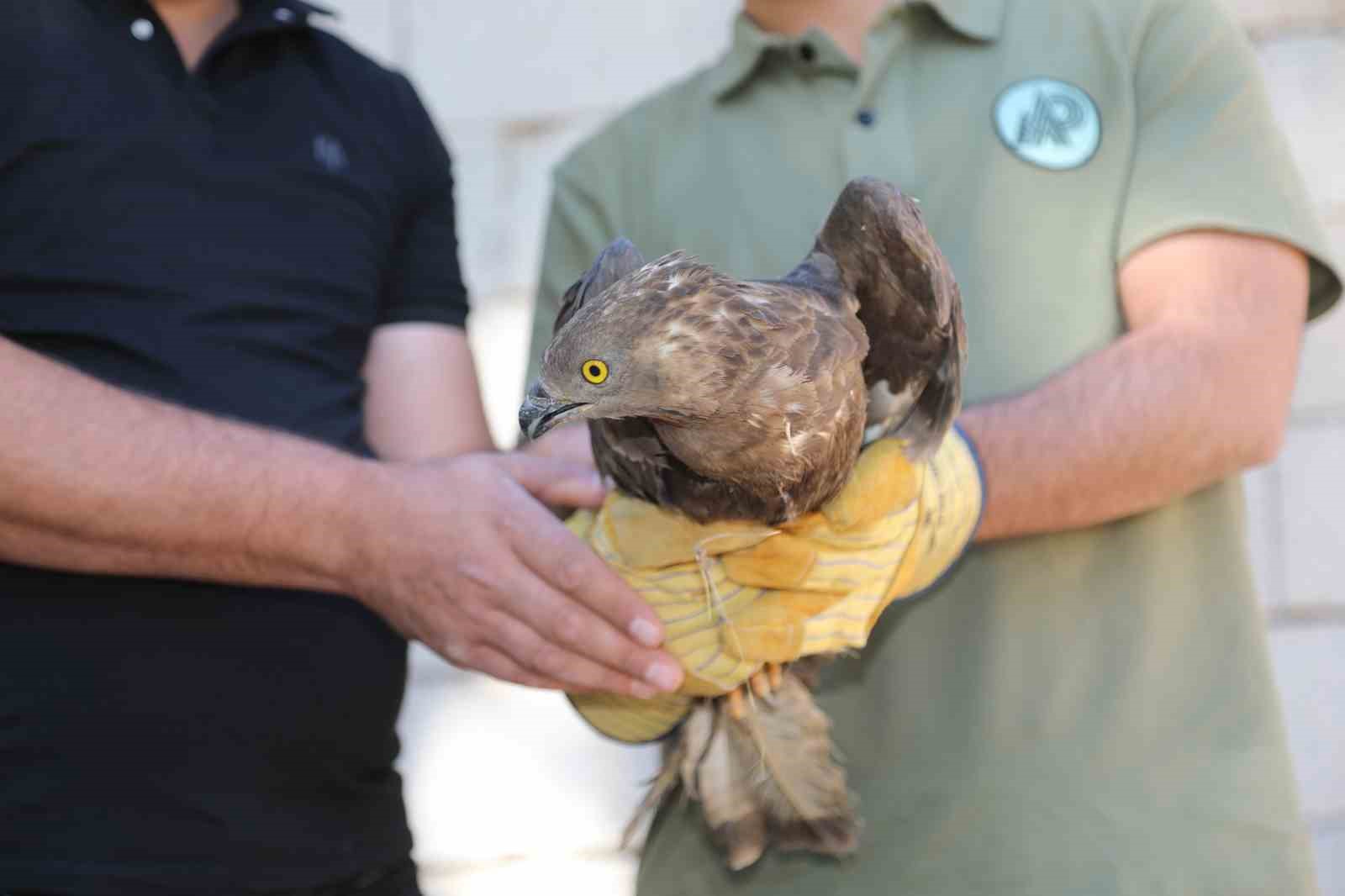 Van’da bitkin halde bulunan arı şahini tedavi altına alındı