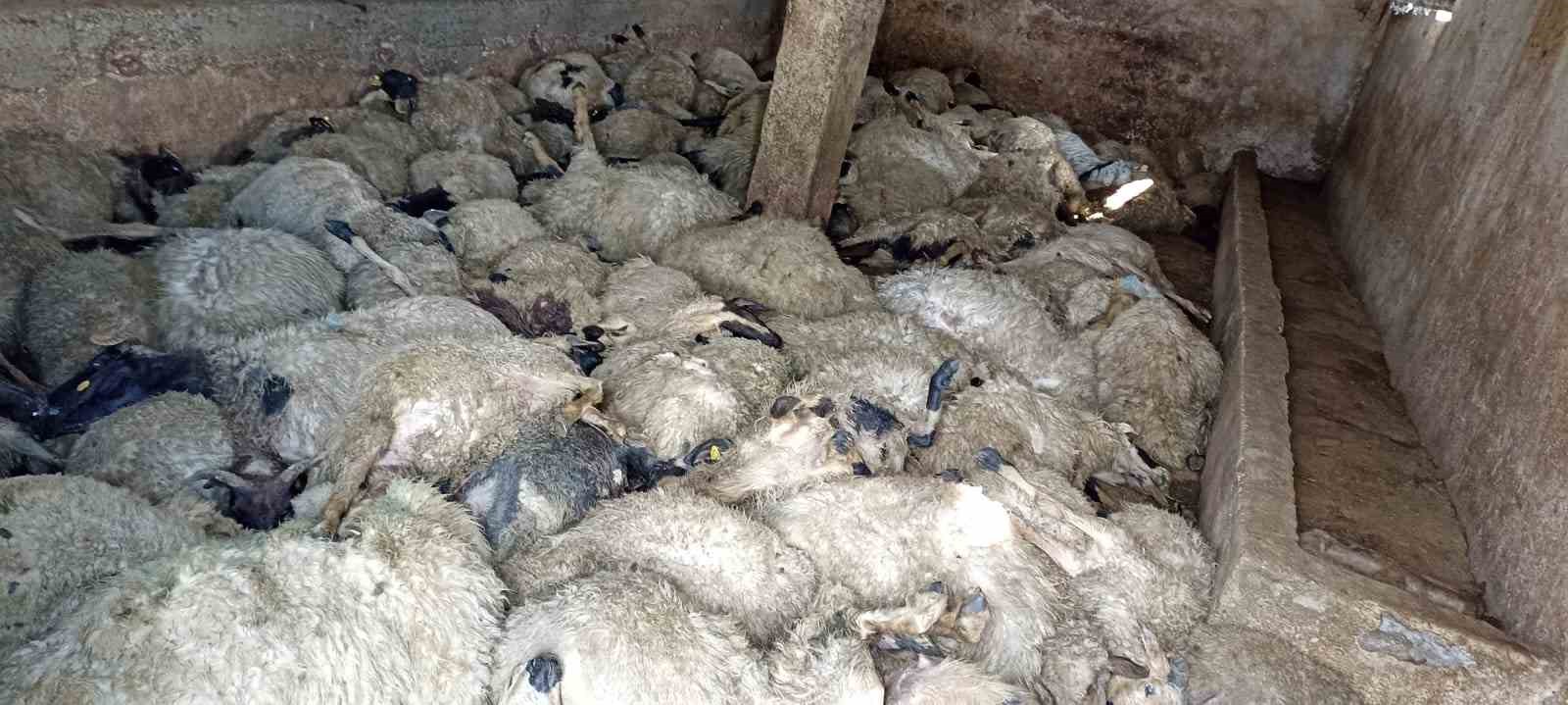 Ahıra girdiğinde 130 koyunu telef olmuş halde buldu