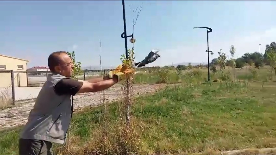 Van’da tedavisi tamamlanan kuşlar doğaya salındı