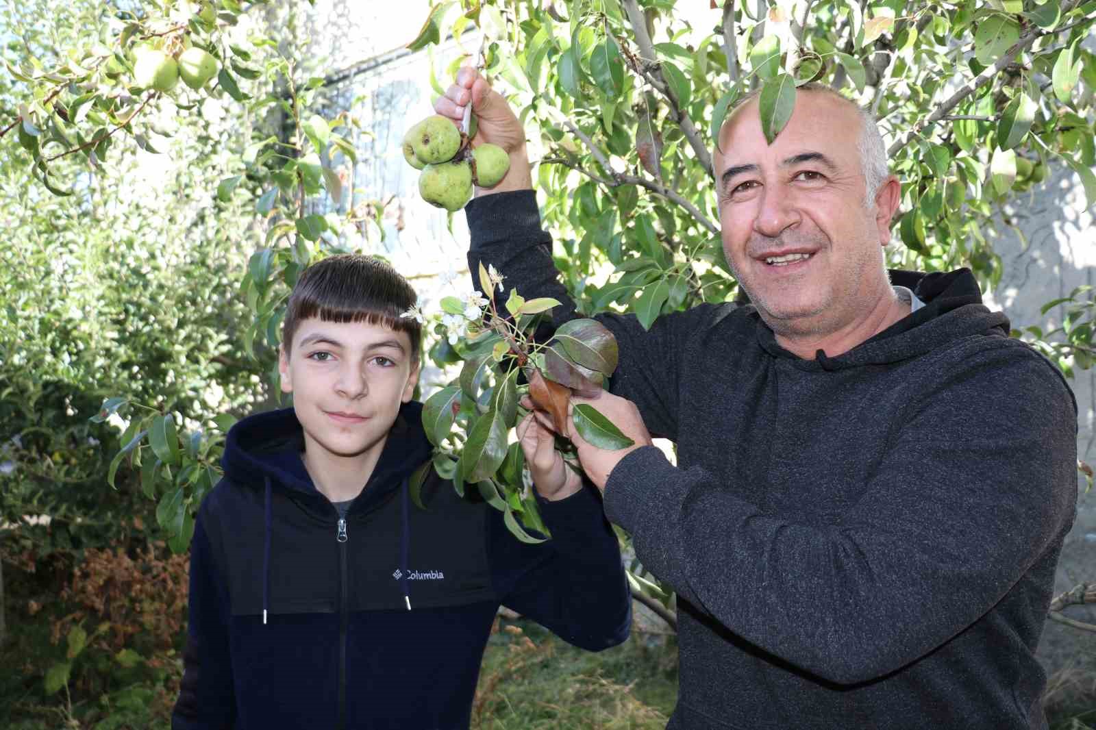 Van’da çiçek açan armut ağacı şaşırttı
