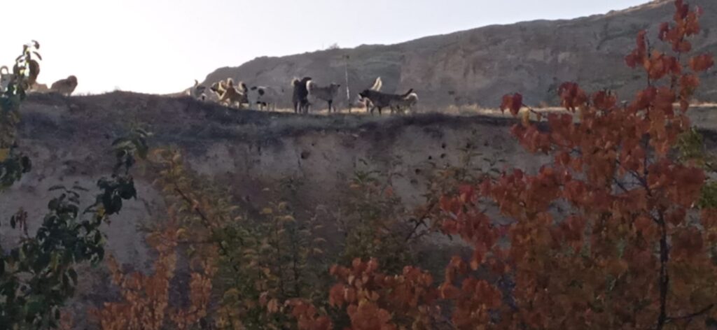 Van’da başıboş köpekler öğrencilere saldırıyor