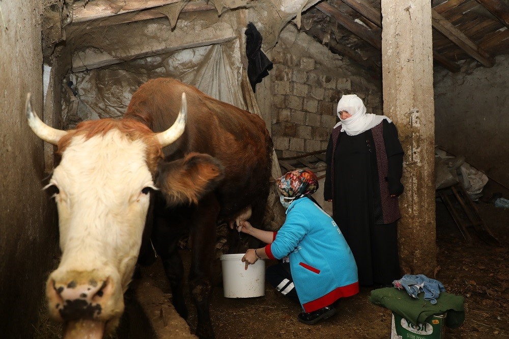 Erciş’te yaşlı çiftin ineklerini Vefa Ekipleri sağdı