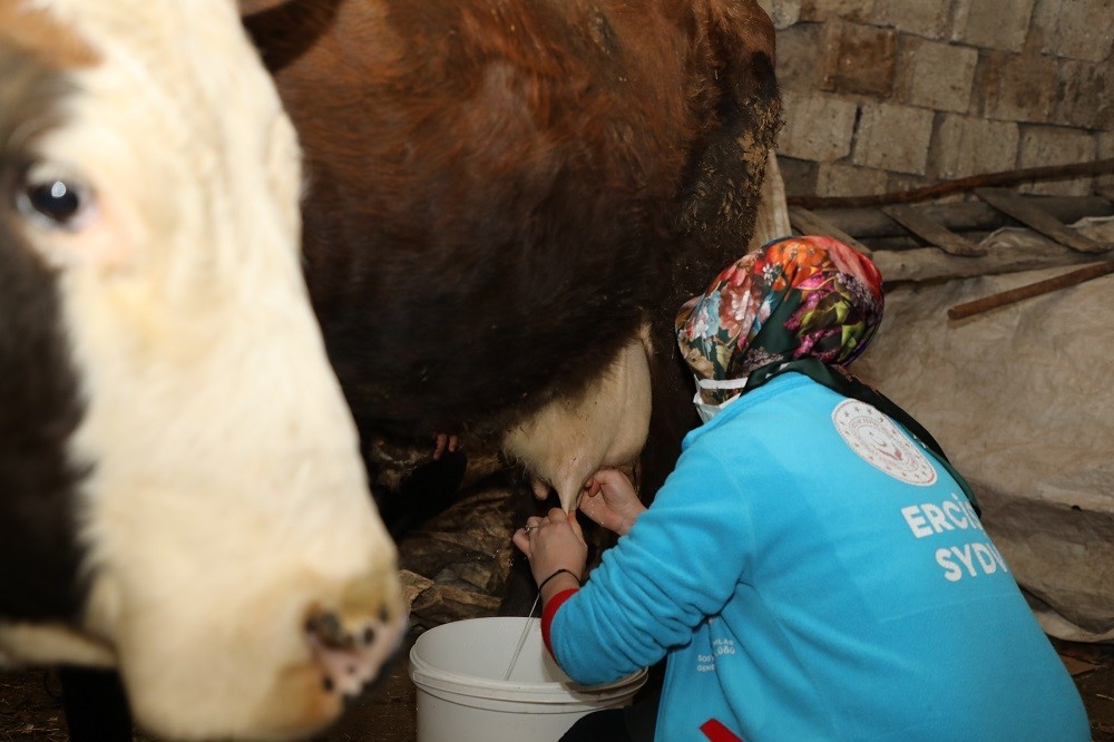 Erciş’te yaşlı çiftin ineklerini Vefa Ekipleri sağdı