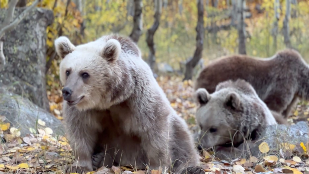 Kış uykusuna yatmayan ayılar bilim insanlarını endişelendiriyor