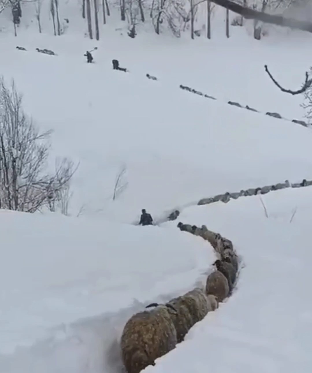 Vatandaşlar sürü ile birlikte kuzuları kucaklarında taşıdılar