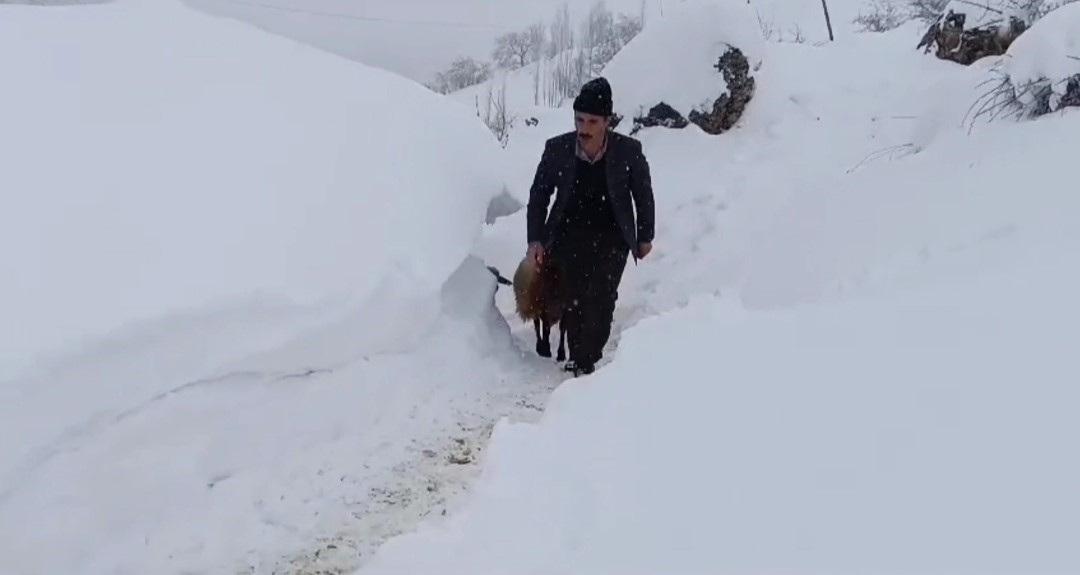 Bahçesaray’da hayvanların tünelli geçişi