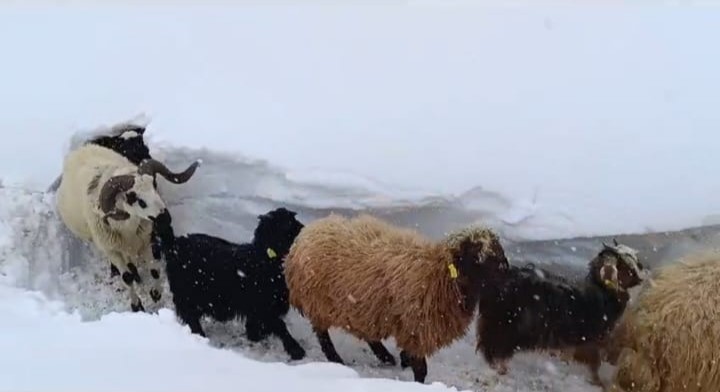 Bahçesaray’da hayvanların tünelli geçişi