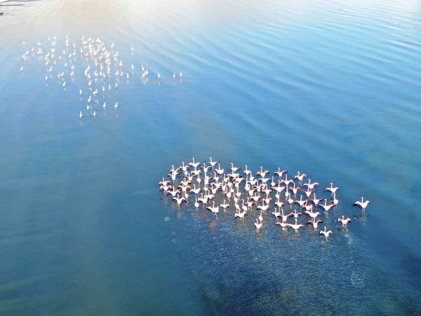 Flamingolar artık kışın da Van Gölü havzasında kalıyor