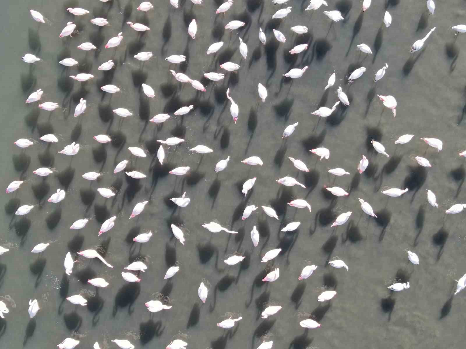 Flamingolar artık kışın da Van Gölü havzasında kalıyor