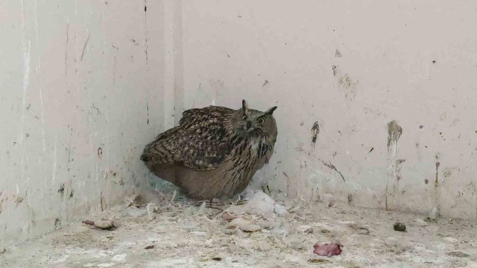 Uzmanından 3 Mart Dünya Yaban Hayatı Günü’ne ilişkin açıklamalar