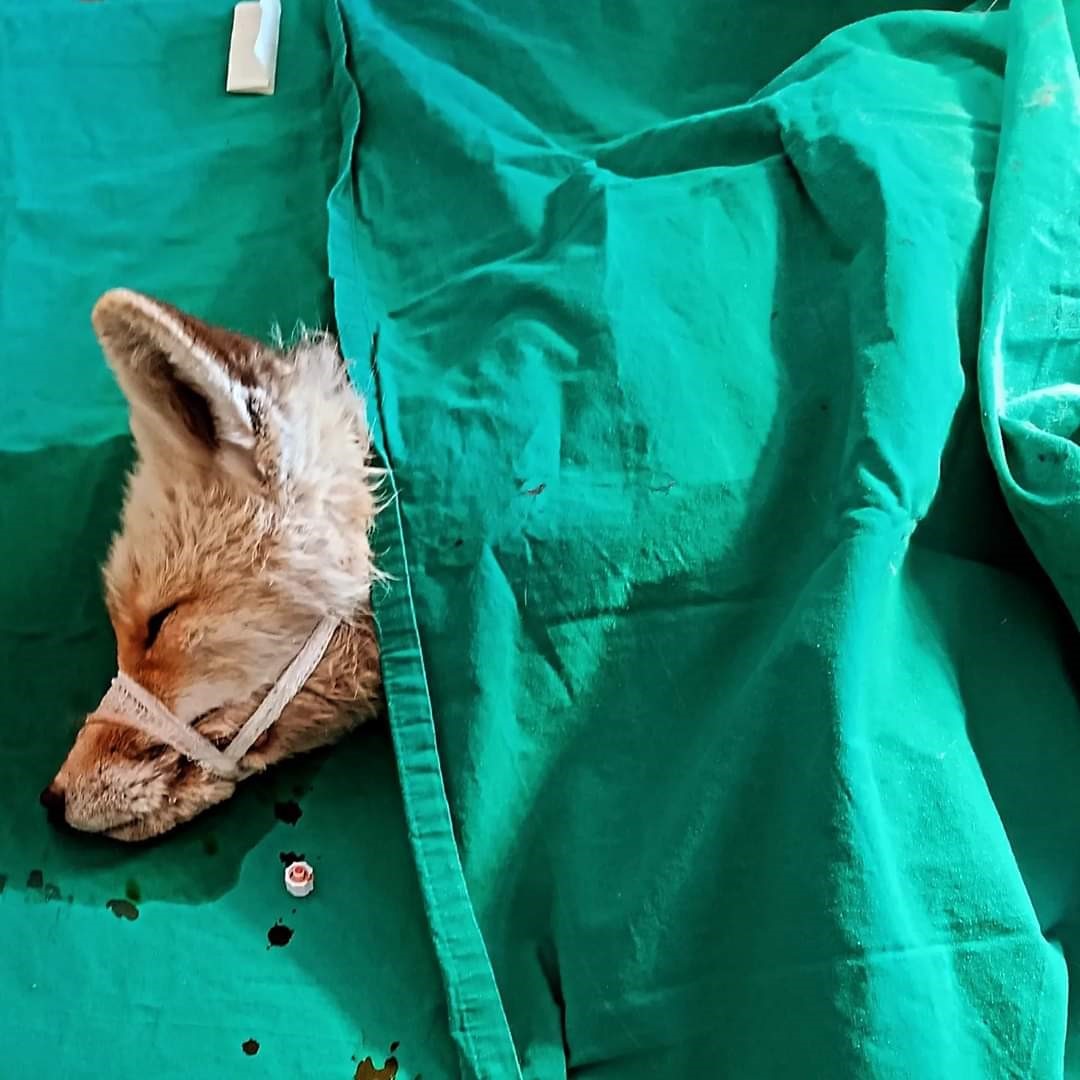 Van’da yaralı olarak bulunan tilki tedavi altına alındı