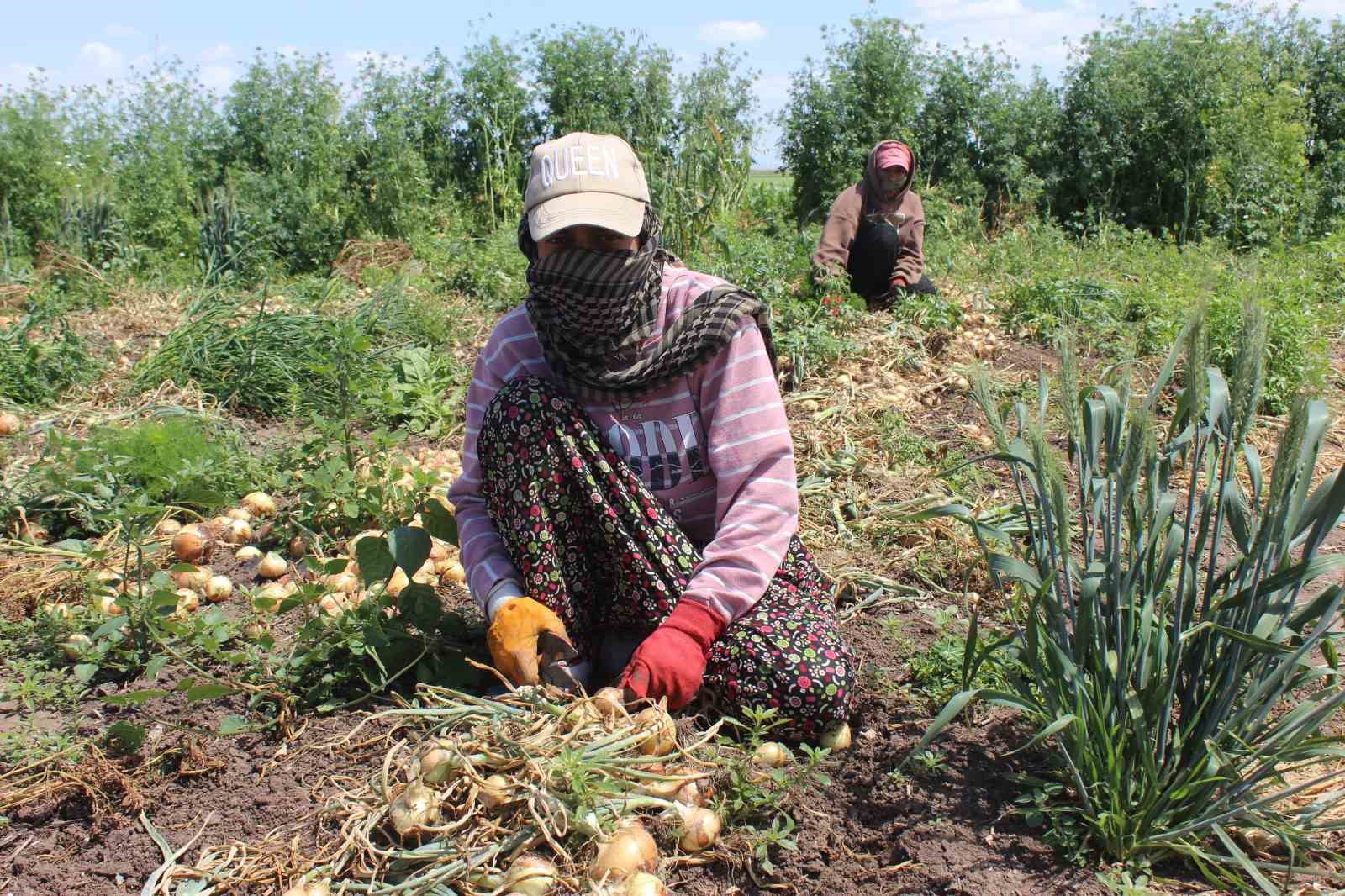 Zorlu mesai, günde 12 saat çalışan tarım işçileri 900 TL yevmiye elde ediyor