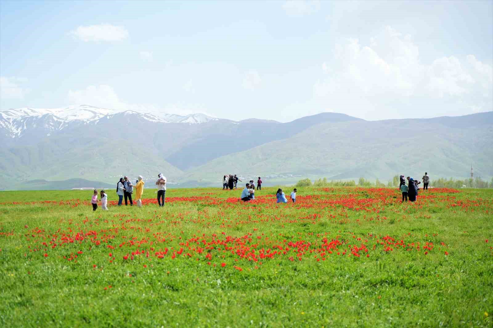 Muş’ta “lale devri” başladı