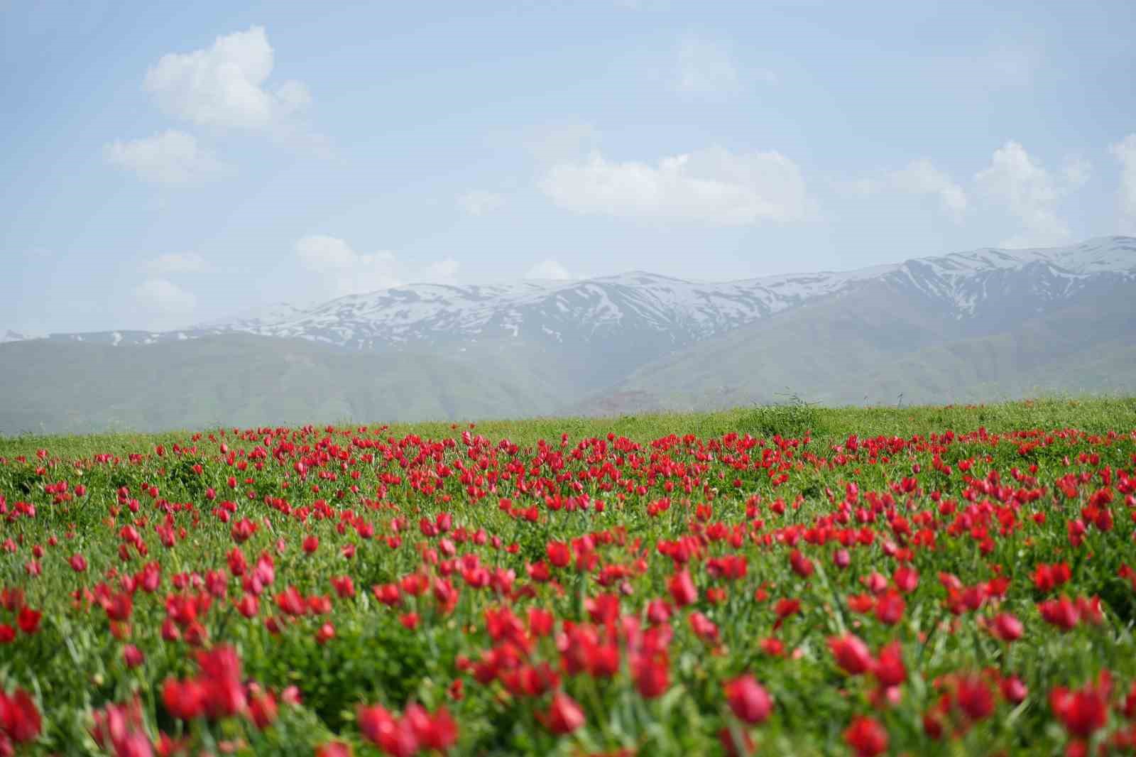 Muş’ta “lale devri” başladı