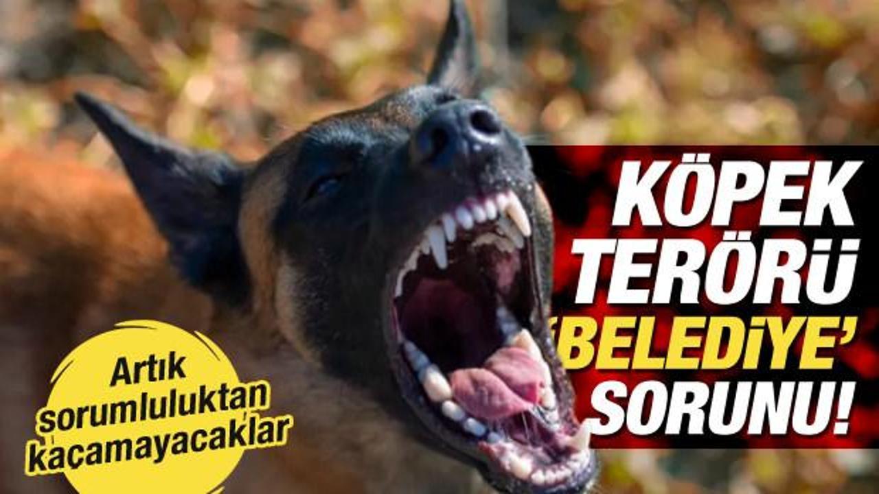 Başıboş köpekler belediyelerin sorunu!