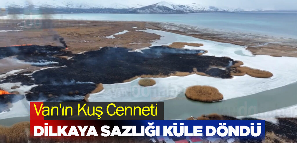 Van'ın Kuş Cenneti Dilkaya Sazlığı Küle döndü