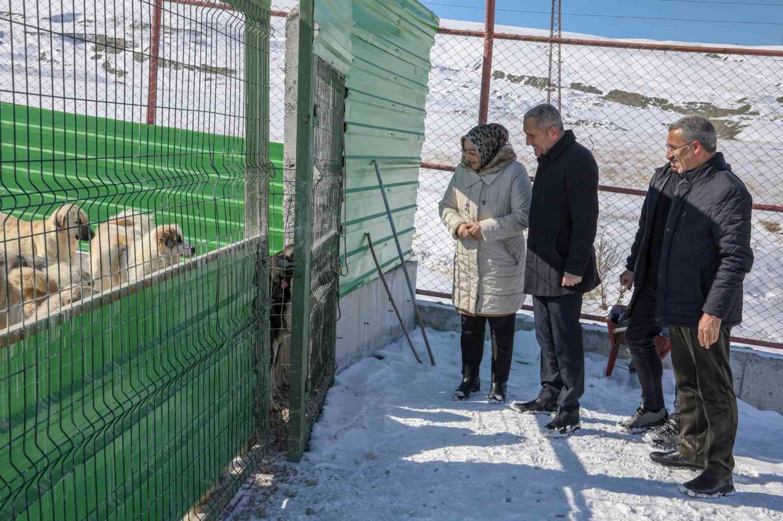 ‘Doğal yaşam alanı’ sahipsiz hayvanların evi oldu