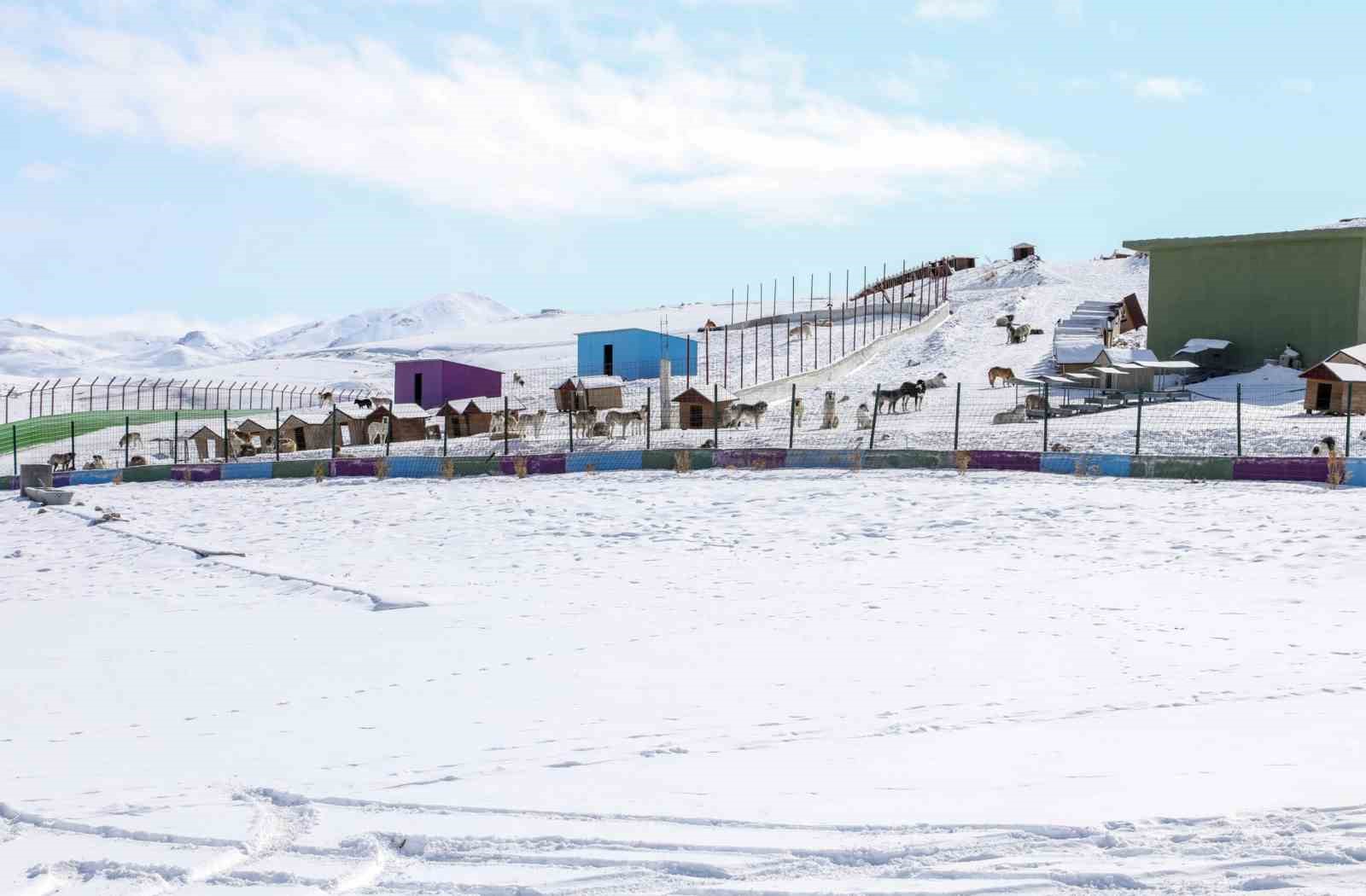 ‘Doğal yaşam alanı’ sahipsiz hayvanların evi oldu