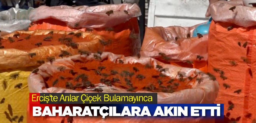 Erciş'te Arılar Çiçek Bulamayınca Baharatçılara Akın Etti