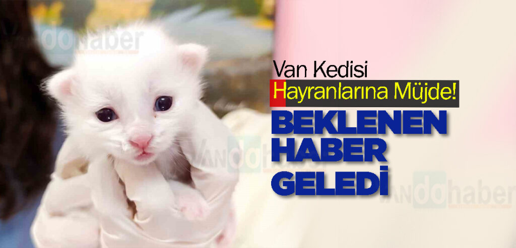 Van Kedisi Hayranlarına Müjde! Beklenen Haber Geledi