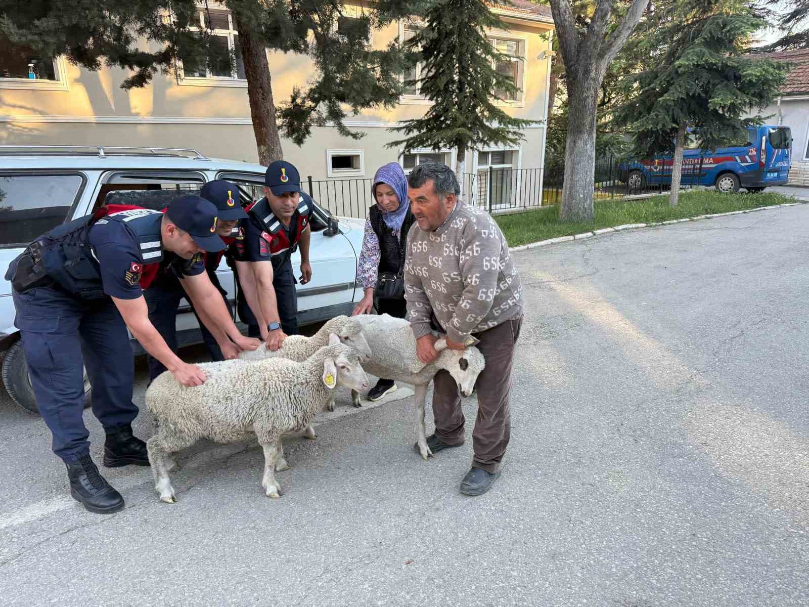 Ankara’da koyun hırsızı yakalandı