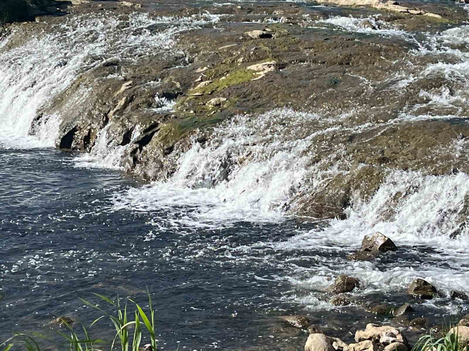 İnci kefalinin göçü yerli ve yabancı turistlerin ilgi odağı oldu