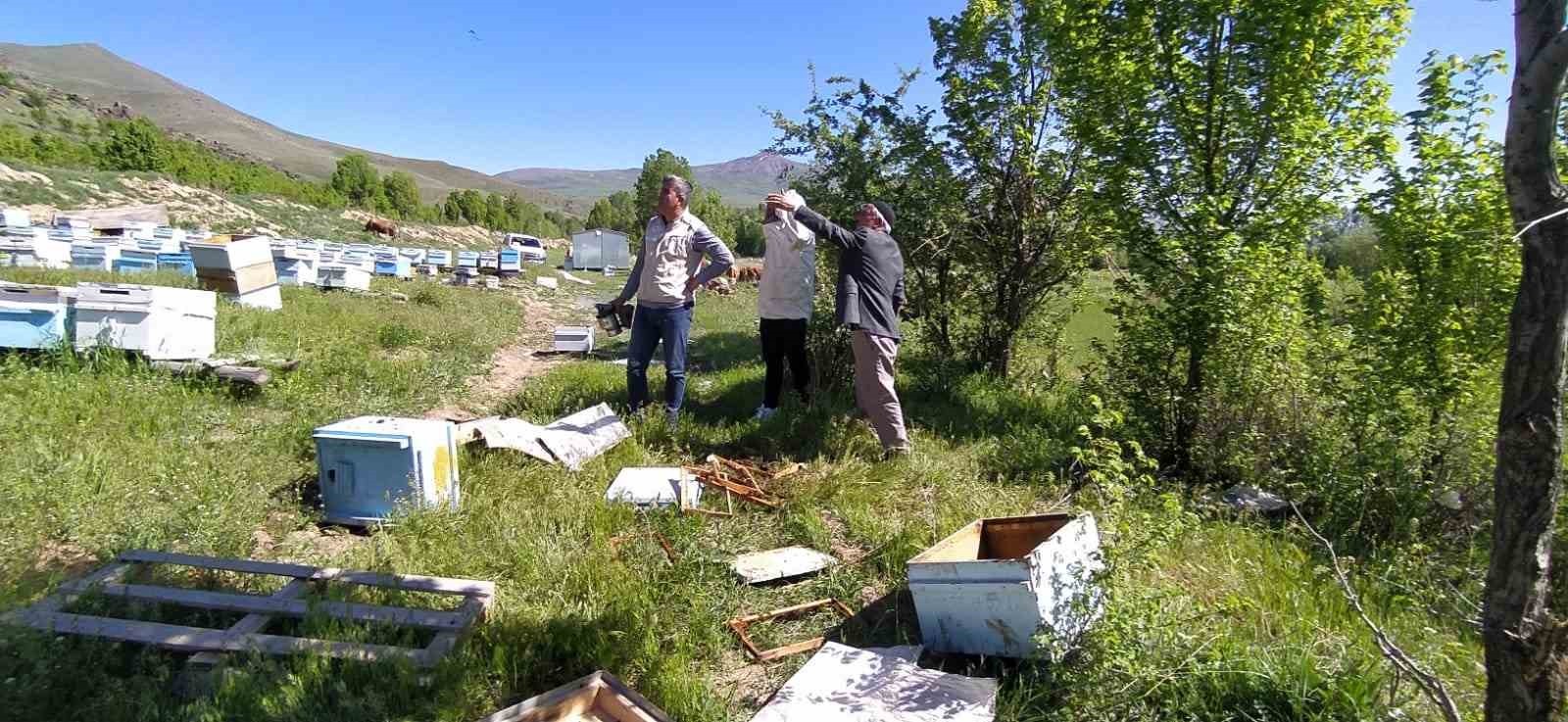 Bal avcısı ayılar ikinci kez arı kovanını saldırdı