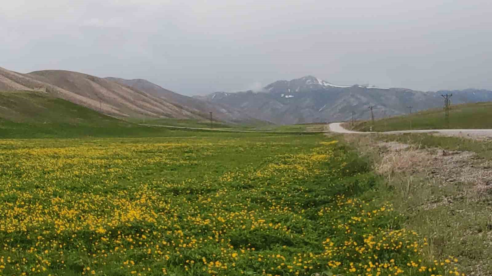 Van’da dağların zirvesinde kar, ovalarında çiçek