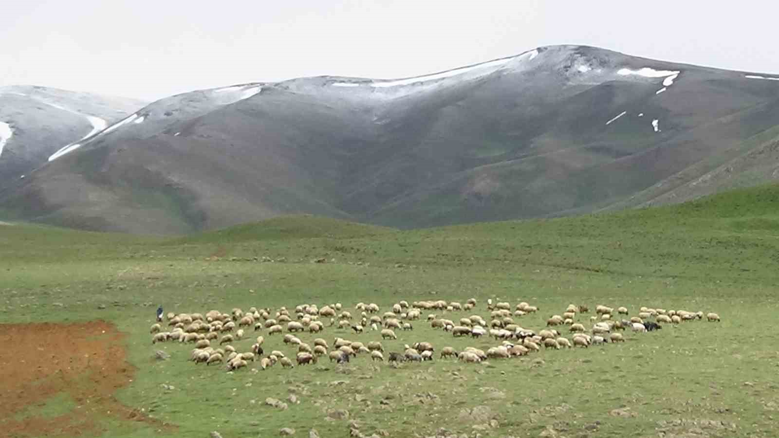 Van’da dağların zirvesinde kar, ovalarında çiçek