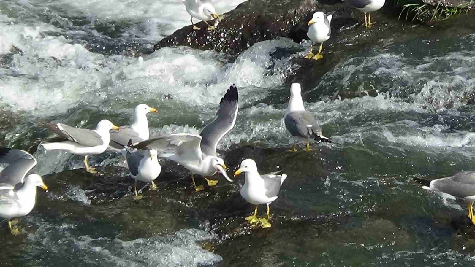 Martıların inci kefali avı