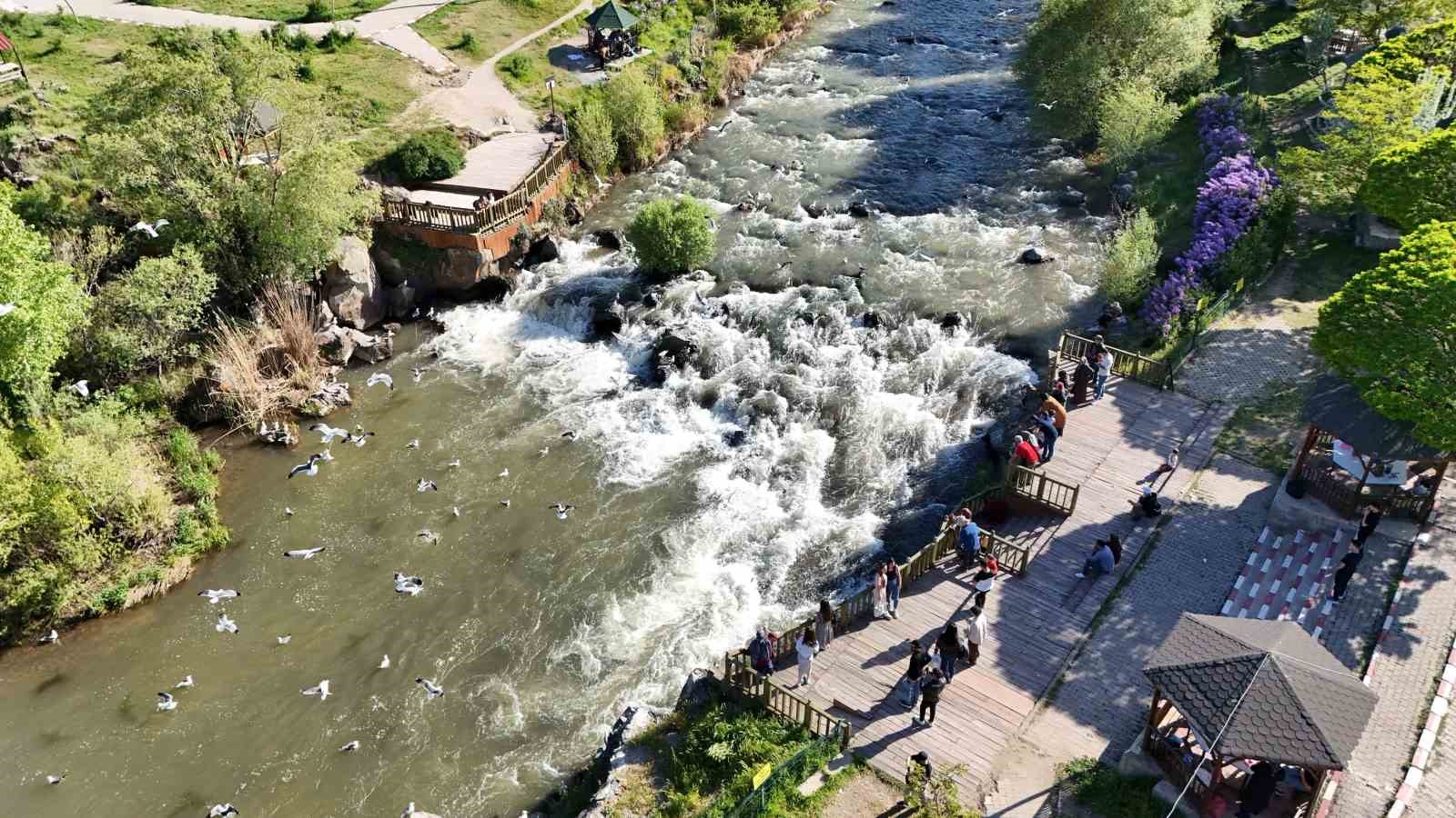 Martıların balık avı