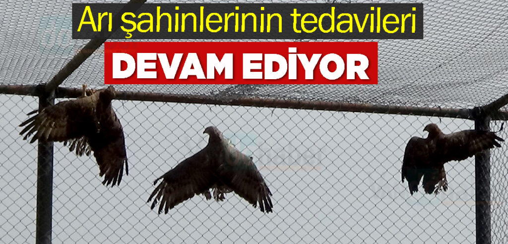 Arı şahinlerinin tedavileri devam ediyor