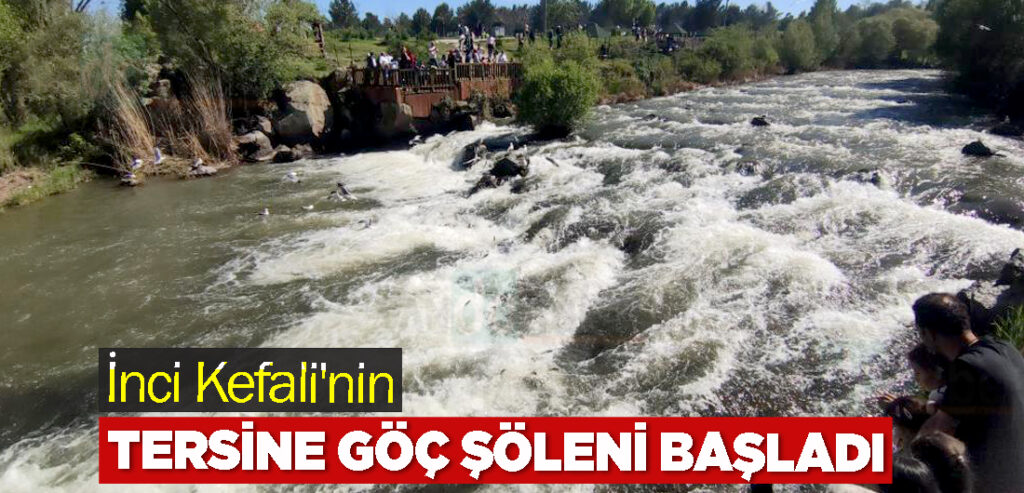 İnci Kefali'nin Tersine Göç Şöleni Başladı