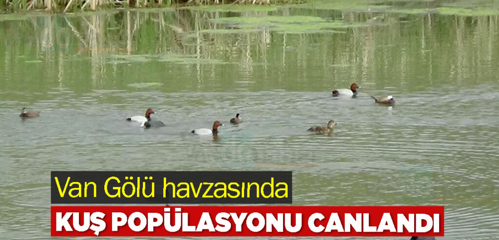 Van Gölü havzasında kuş popülasyonu canlandı