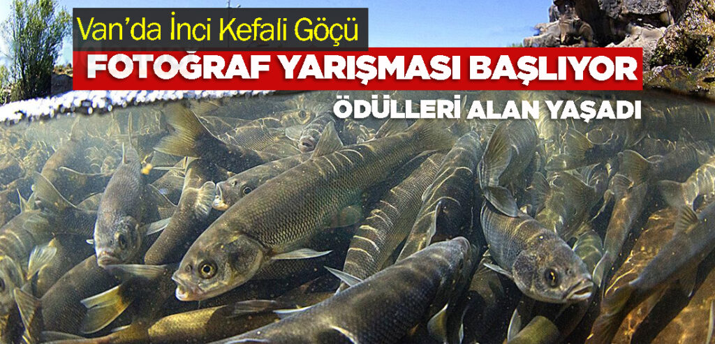 Van’da İnci Kefali Göçü Fotoğraf Yarışması Başlıyor