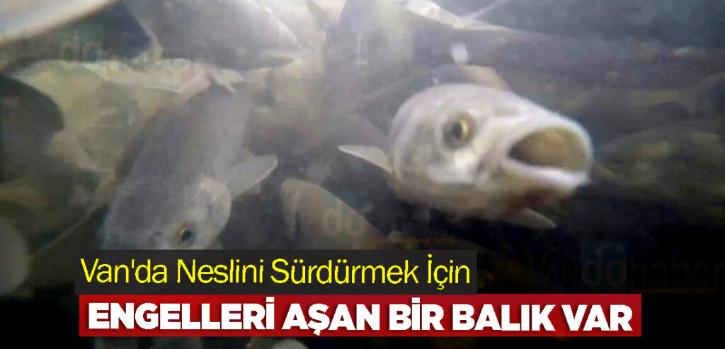Van'da Neslini Sürdürmek İçin Engelleri Aşan Bir Balık Var