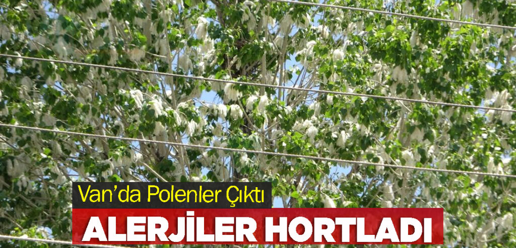 Van’da Polenler Çıktı, Alerjiler Hortladı