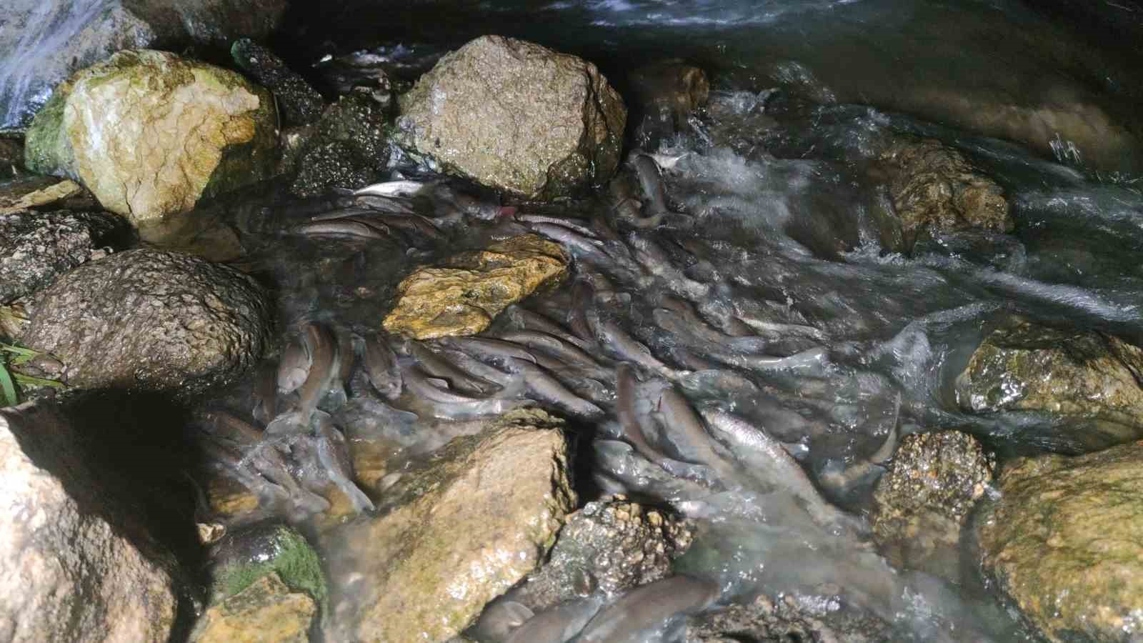 İnci kefalinin gece yolculuğu başladı