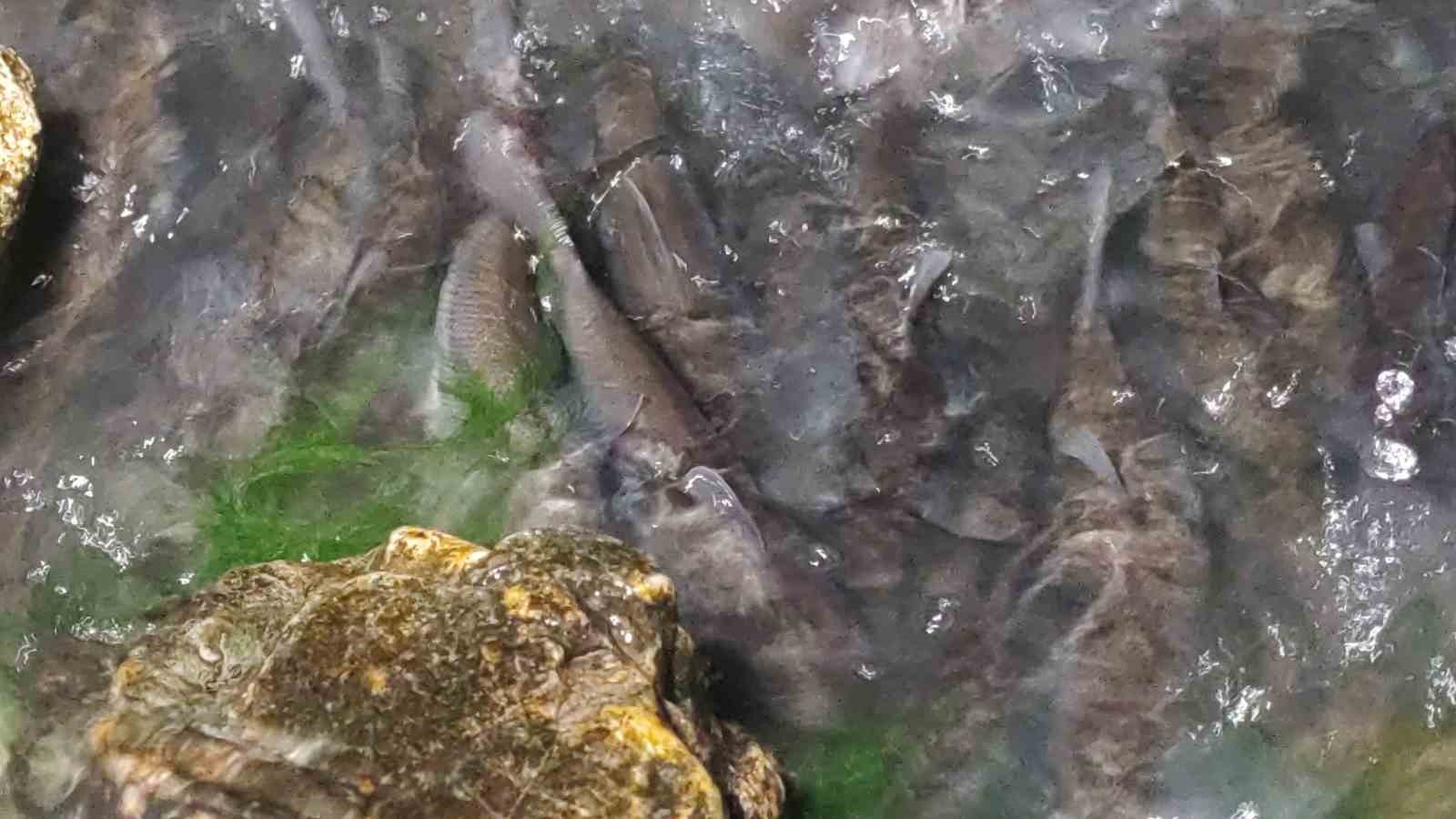 İnci kefalinin Van Gölü’nden tatlı sulara göçü devam ediyor