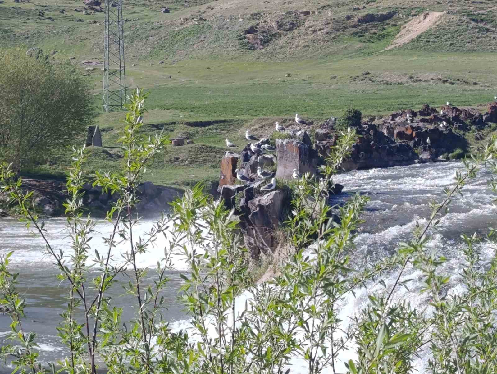 Martıların inci kefali ’nöbeti’