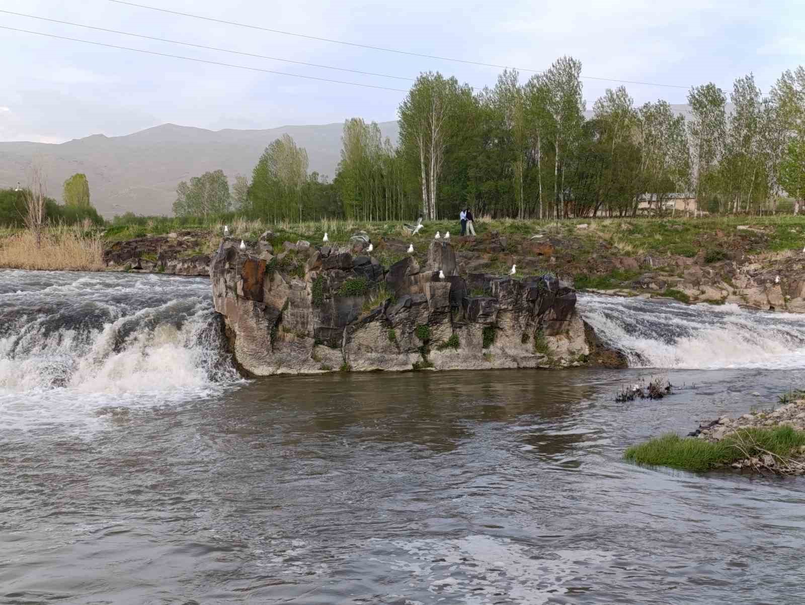 Martıların inci kefali ’nöbeti’