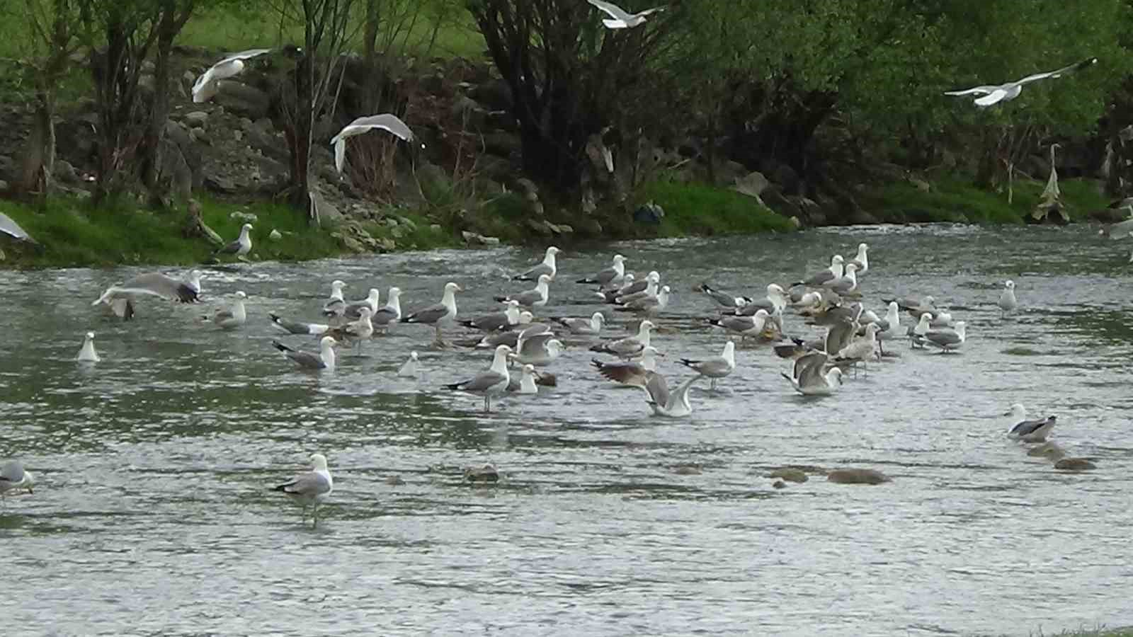 Martıların balık kavgası