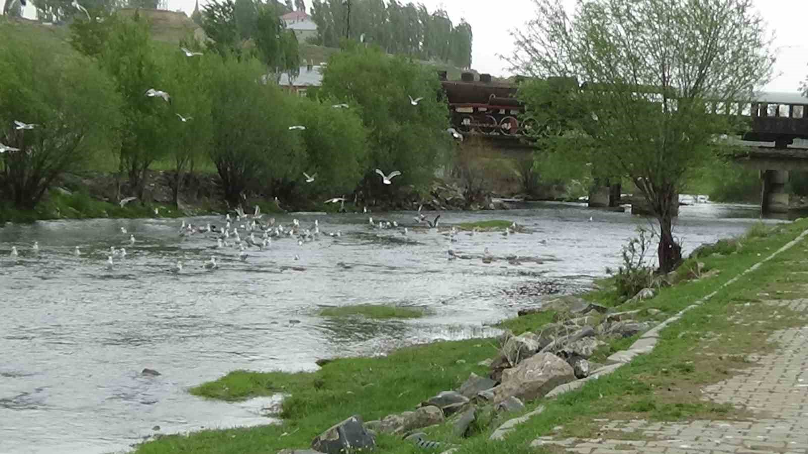 Martıların balık kavgası