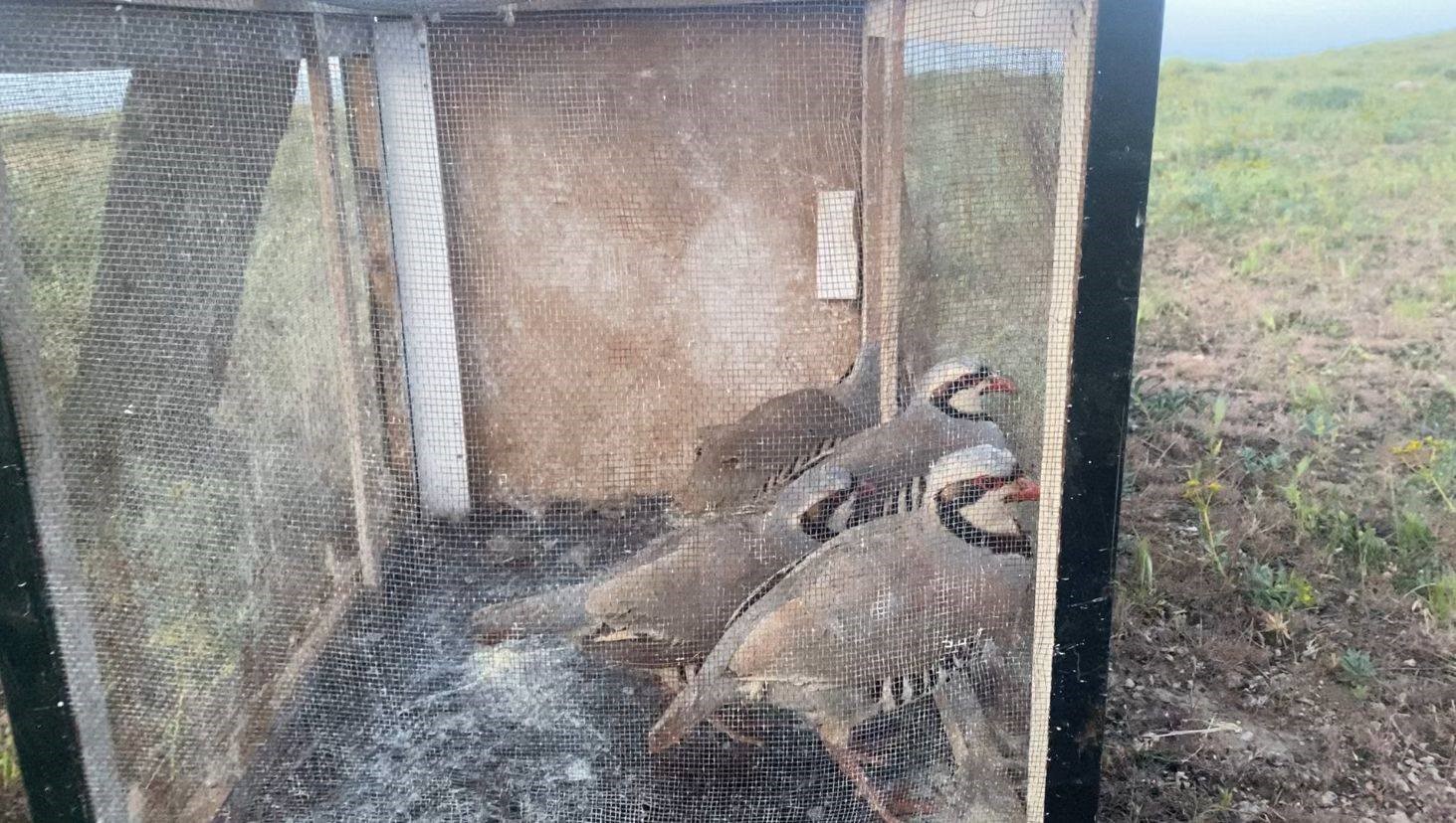 Van’da kaçak keklik avlayan bir kişiye 49 bin 219 lira ceza
