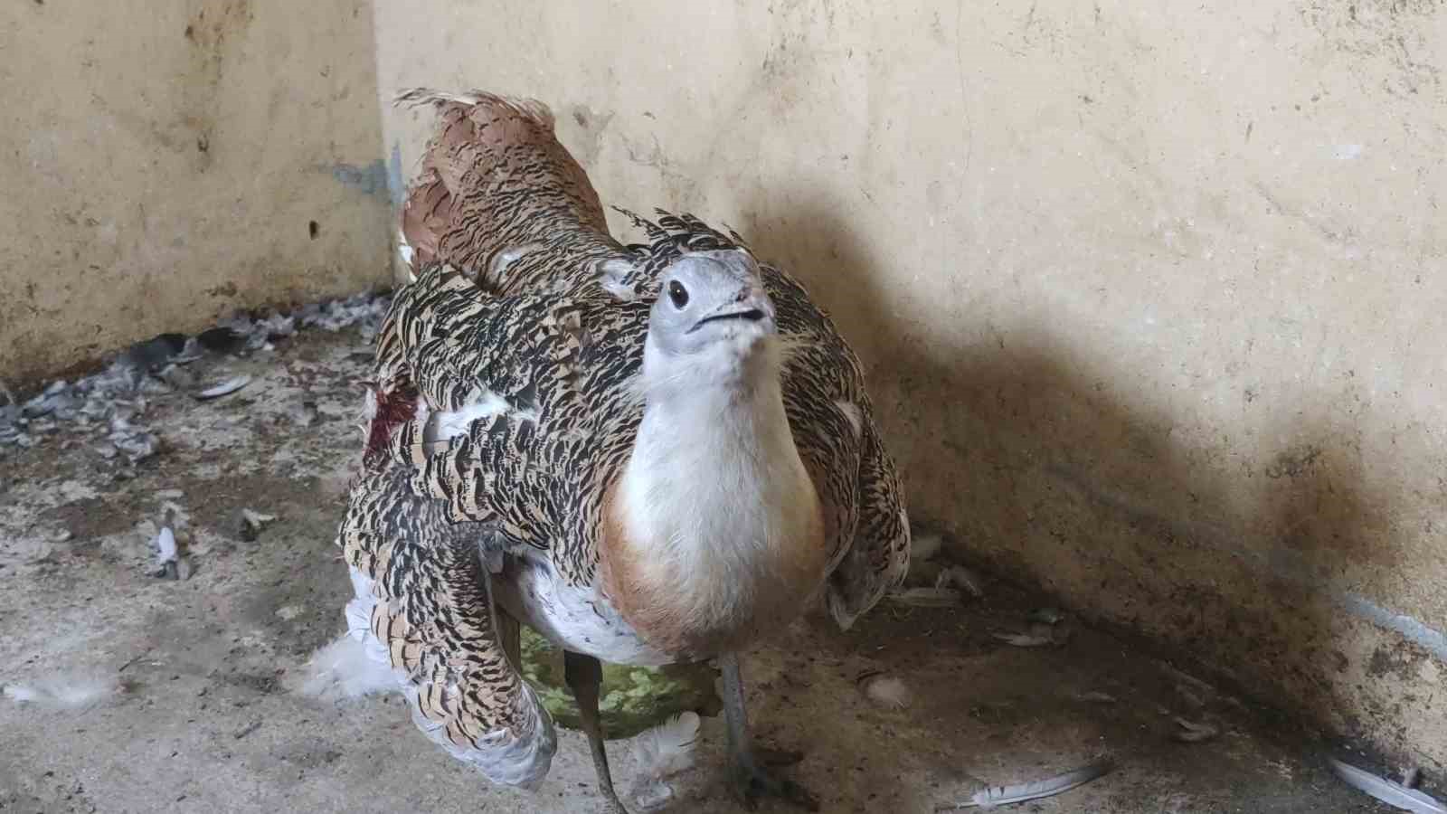 Muş’ta ateşli silahla yaralanan toy kuşu Van’da tedavisi devam ediyor