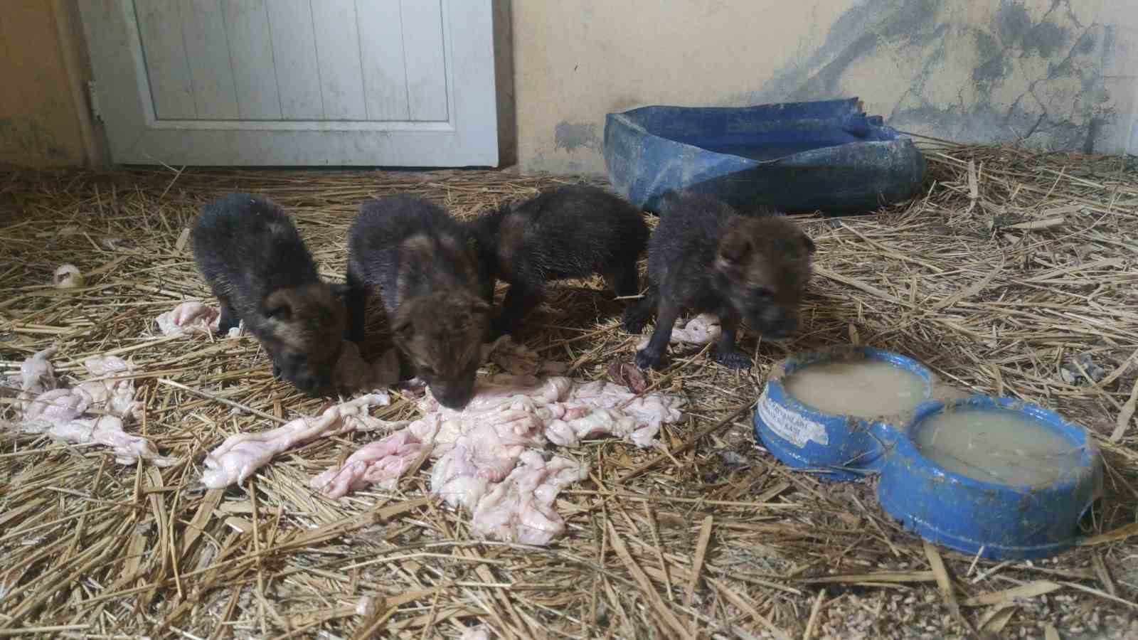 Muş’ta yaylada bulunan 4 kurt yavrusu Van’da kreş hizmeti